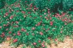 crvena Vrtne Cvjetovi Meksički Winecups, Mak Sljez, Callirhoe involucrata Foto