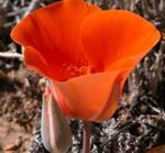 rojo Flores de jardín Lirio De Sego, Tulipán Estrella De Tolmie, Oídos Coño Peludo, Calochortus Foto