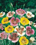 weiß Gartenblumen Sego Lilie, Tolmie Star Tulpe, Behaarte Pussy Ohren, Calochortus Foto