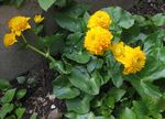 yellow Garden Flowers Marsh Marigold, Kingcup, Caltha palustris Photo