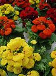 red Lady's Slipper, Slipper Flower, Slipperwort, Pocketbook Plant, Pouch Flower, Calceolaria Photo