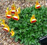oranje Dame Pantoffel, Slipper Bloem, Slipperwort, Zakboekje Plant, Zak Bloem, Calceolaria foto