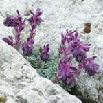 violetinė Sodo Gėlės Saxifraga Nuotrauka