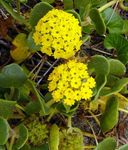 gul Have Blomster Sand Verbena, Abronia Foto