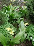 gul Have Blomster Fawn Lilje, Erythronium Foto
