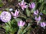 syrin Hage blomster Fawn Lilje, Erythronium Bilde