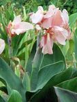 ვარდისფერი ბაღის ყვავილები Canna ლილი, ინდოელი გასროლა მცენარეთა სურათი