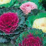 rouge les fleurs du jardin La Floraison Du Chou, Chou Ornemental, Collard, Chou Frisé, Brassica oleracea Photo