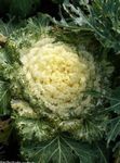 yellow Flowering Cabbage, Ornamental Kale, Collard, Curly kale, Brassica oleracea Photo