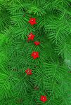 sarkans Dārza Ziedi Kardināls Alpīnists, Ciprese Vīnogulāju, Indian Rozā, Ipomoea quamoclit Foto
