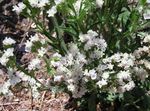 balts Dārza Ziedi Carolina Jūras Lavanda, Limonium Foto