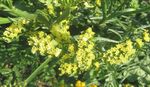 dzeltens Dārza Ziedi Carolina Jūras Lavanda, Limonium Foto