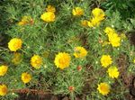 amarillo Flores de jardín Cladanthus Foto