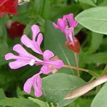 roz Clarkia, Floare Ghirlanda, Ghirlanda Munte fotografie