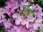 ružová Záhradné kvety Klematis, Clematis fotografie