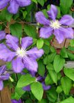 lila Flores de jardín Clemátide, Clematis Foto