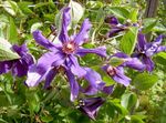 nachový Zahradní květiny Klematis, Clematis fotografie