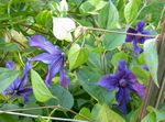 azul Flores do Jardim Clematite, Clematis foto