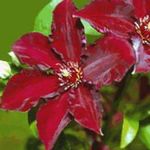rød Hage blomster Klematis, Clematis Bilde