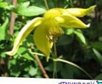 ყვითელი ბაღის ყვავილები Clematis სურათი