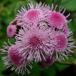 roz Floare Ata, Ageratum houstonianum fotografie