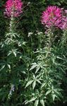 pink Spider Flower, Spider Legs, Grandfather's Whiskers, Cleome Photo