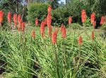 rot Gartenblumen Red Hot Poker, Fackellilie, Tritoma, Kniphofia Foto