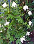 white Atragene, Small-flowered Clematis Photo