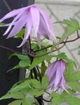 lilac Atragene, Small-flowered Clematis Photo