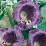 фіолетовий Садові Квіти Кобея, Cobaea scandens Фото
