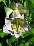 lilac Garden Flowers Cathedral Bells, Cup and saucer plant, Cup and saucer vine, Cobaea scandens Photo