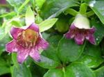 różowy Ogrodowe Kwiaty Codonopsis zdjęcie