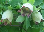 verde Flores de jardín Bellflower Capó, Codonopsis Foto