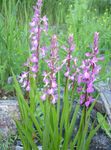 pink Garden Flowers Fragrant Orchid, Mosquito Gymnadenia Photo