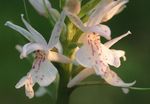 ホワイト 庭の花 香りの蘭、蚊テガタチドリ属, Gymnadenia フォト