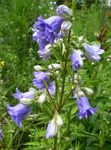šviesiai mėlynas Sodo Gėlės Campanula, Varpelis Nuotrauka