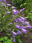 violetinė Sodo Gėlės Campanula, Varpelis Nuotrauka