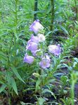 jasnoniebieski Ogrodowe Kwiaty Bell Srednerosloe, Campanula zdjęcie