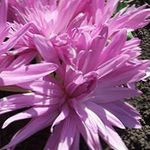 roze Tuin Bloemen Valse Herfsttijloos, Opzichtige Colchicum, Naakte Dames, Weide Saffraan foto
