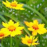 żółty Ogrodowe Kwiaty Roczny Coreopsis, Coreopsis drummondii zdjęcie