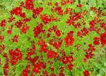rood Tuin Bloemen Goldmane Tickseed, Coreopsis drummondii foto