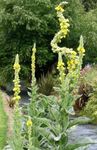 ყვითელი ბაღის ყვავილები დეკორატიული Mullein, Verbascum სურათი