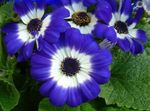 синій Садові Квіти Крестовник Однорічний (Цинерарія), Pericallis x hybrida Фото