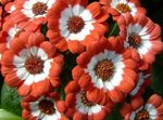 オレンジ 庭の花 花屋さんのサイネリア, Pericallis x hybrida フォト