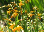 dzeltens Dārza Ziedi Crocosmia Foto