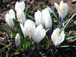 ホワイト 庭の花 早期クロッカス、トンマジーニのクロッカス、雪のクロッカス、tommies, Crocus フォト