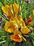 żółty Ogrodowe Kwiaty Krokus, Crocus zdjęcie