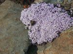flieder Gartenblumen Stonecress, Aethionema Foto
