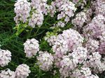 белый Садовые Цветы Крылотычинник, Aethionema Фото