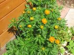помаранчевий Садові Квіти Купальниця, Trollius Фото